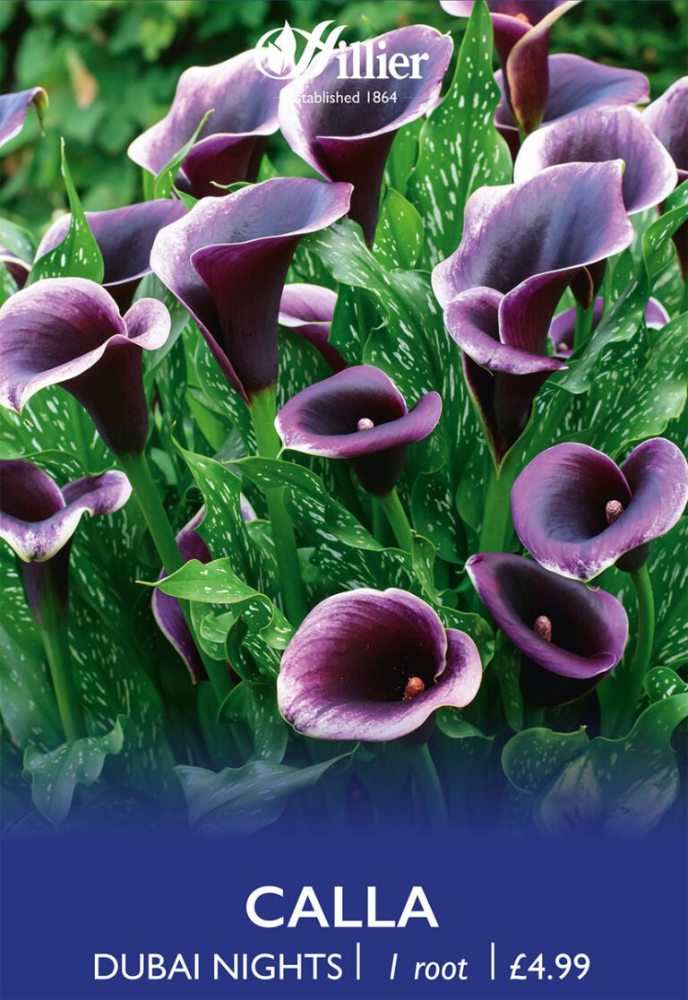 8718641998717 1 Calla Dubai Nights.jpg